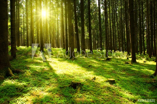 Picture of Sunlight in the green forest